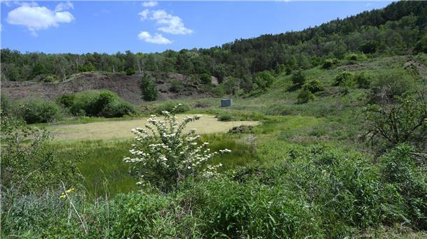 Unesco: Weltnaturerbestätten entscheidend für Artenschutz Die Pflanzen der Grube Messel bei Darmstadt strahlen in einem satten Grün. Das Areal wurde 1995 erstes Weltnaturerbe in Deutschland auf der Liste der Weltkulturorganisation Unesco.
