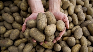 Die Pflanzenkrankheit Stolbur bedroht auch heimische Kartoffeln.