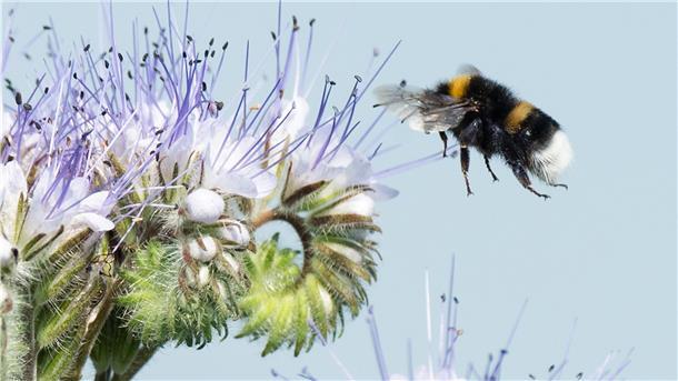 Die Phacelia wird auch Bienenfreund oder Bienenweide genannt und zieht viele Insekten an. 
