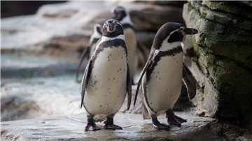 Pinguine im Zoo am Meer in Bremerhaven. 
