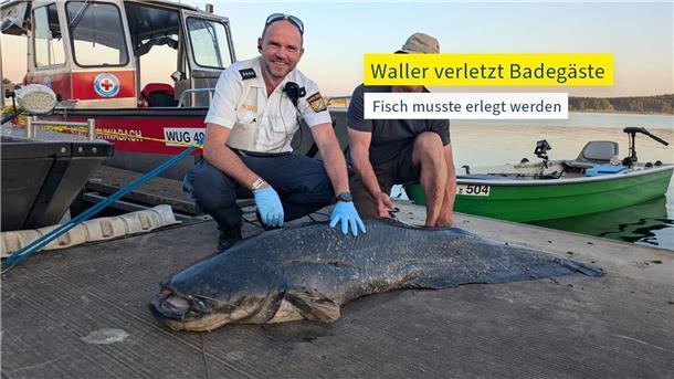 Fünf Badegäste gebissen: Polizist erschießt Zwei-Meter-Fisch Die Polizei hat ein Foto des erlegten Riesenwels veröffentlicht.