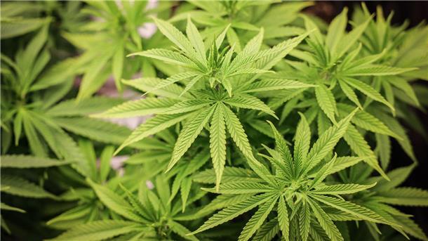 Rund 1.200 Cannabispflanzen in marodem Haus - Festnahmen Die Polizei hat rund 1.200 Cannabispflanzen in einem leerstehenden Haus in Bad Harzburg entdeckt. (Symbolbild)