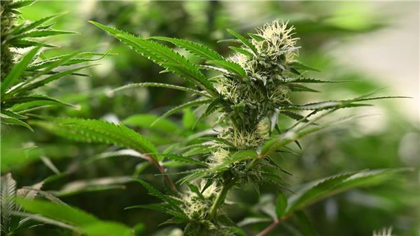 Mutmaßliche Drogendealer bei Durchsuchungen in Haft genommen Die Polizei stellte unter anderem 25 Kilogramm Cannabis sicher. (Symbolbild)