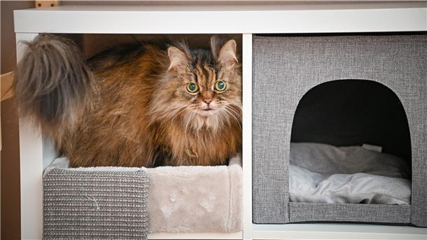 In Bremerhaven öffnet ein Katzenhotel Die quadratischen Fächer des beliebten Regals eines schwedischen Möbelherstellers sind auch bei Katzen ganz weit vorne.