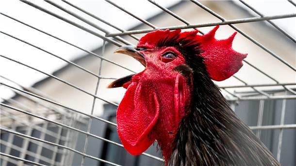 ein krähender Hahn sitzt in einem Käfig