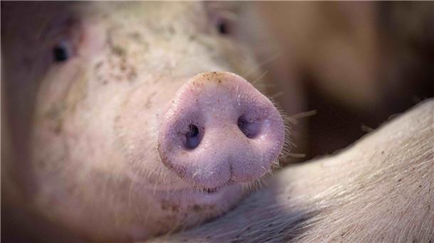 Strengere Tierschutzvorgaben in Ställen und bei Haustieren Die Regierung stimmt über Verbesserungen im Tierschutz ab.