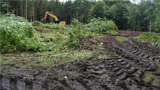Reifenspuren im Waldboden