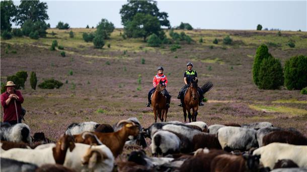 Reiter wachen wieder über Lüneburger Heide Die Reiter sollen unter anderem Brände verhindern.