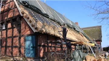 Ein Handwerker arbeitet auf einem Gerüst an der Reetdachsanierung eines historischen Fachwerkhauses mit rotem Ziegelmauerwerk und blau gestrichener Holztür. Das Dach ist teilweise neu gedeckt, der Rest mit Planen abgedeckt.