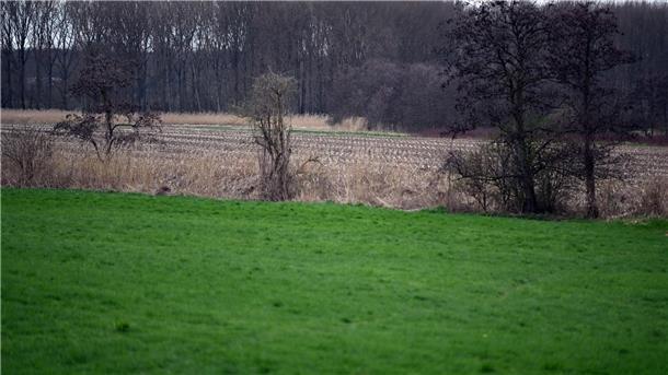 Die Rheinaue bei Meerbusch, wo vor 31 Jahren eine teilweise entkleidete Leiche einer 50-jährigen Frau gefunden wurde.