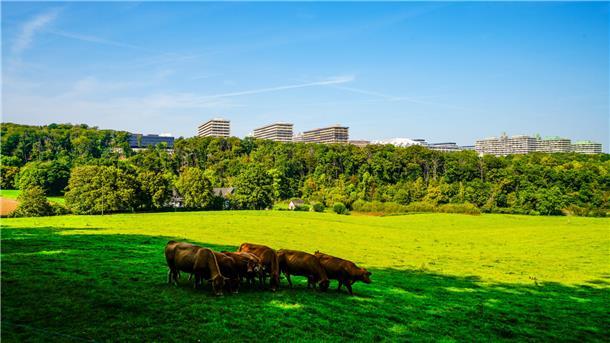 Umzug ins Ruhrgebiet: Das kommt wirklich auf einen zu Grüne Wiese mit Kühen