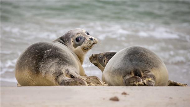Die Sandbänke im Wattenmeer vor Cuxhaven sind ein wichtiger Lebensraum und Ruhezone für die Seehunde.