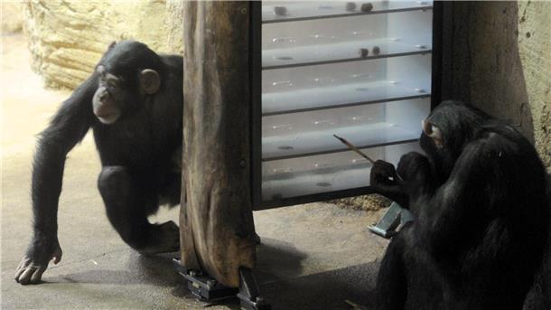 Die Schimpansen im Zoo am Meer sollen sich nicht langweilen. Zoofans können helfen.