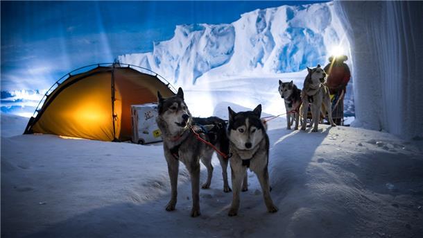 Die Schlittenhunde von Hundeführer Kranz vom Huskyhof Ridderade sind zu Gast im Klimahaus Bremerhaven in den Bereichen Wüstenkulisse des Niger und in der Antarktis (Bild).