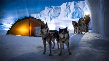 Die Schlittenhunde von Hundeführer Kranz vom Huskyhof Ridderade sind zu Gast im Klimahaus Bremerhaven in den Bereichen Wüstenkulisse des Niger und in der Antarktis (Bild).