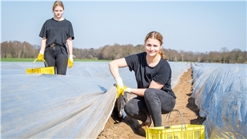 Die Schülerinnen Emily (links) und Eileen Werpup aus Loxstedt helfen Spargelbauer Sascha Appel bei der Spargelernte in Bramstedt - ihm fehlen Fachkräfte. 