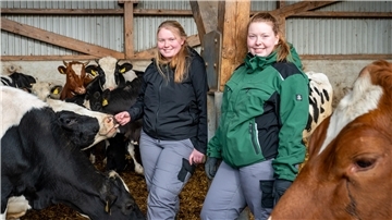 Zwei junge Frauen stehen zwischen eineinhalb Jahre alten Kälbern. 