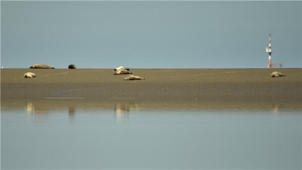Eine kleine Gruppe von Seehunden liegt auf der Sandbank. 