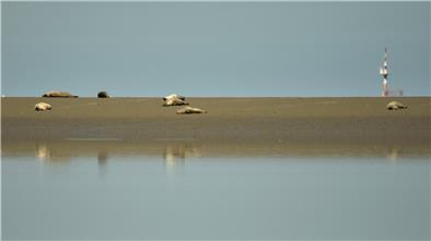 Eine kleine Gruppe von Seehunden liegt auf der Sandbank. 
