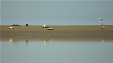 Eine kleine Gruppe von Seehunden liegt auf der Sandbank. 