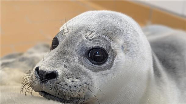 Seehundstation hat erste Heuler des Jahres aufgenommen Die Seehundstation kümmert sich jedes Jahr um mehr als 150 kranke, mutterlose oder verletzte Seehunde.