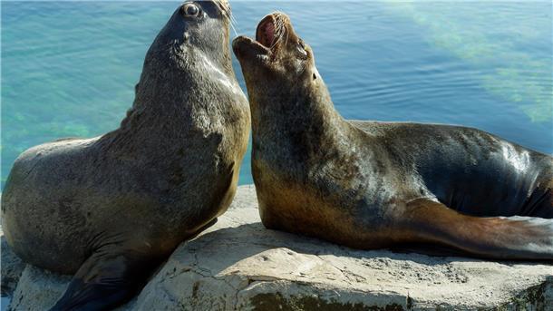 Seelöwen und Seebären im Zoo am Meer