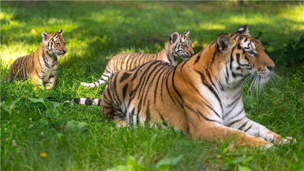 Die Sibirische Tigerdame Anastasia (6) spielt mit ihren beiden knapp drei Monate alten Jungtieren im Serengeti-Park.