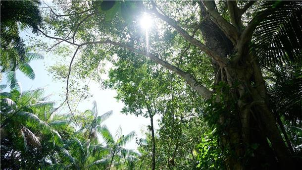 Abholzung in Brasiliens Amazonasgebiet deutlich gesunken Die Sonne scheint durch das Blätterdach des Regenwalds nahe der nordbrasilianischen Stadt Belem.