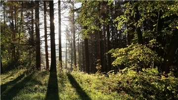 Seit 2008 über 6 Millionen Laubbäume im Harz gepflanzt Die Sonne scheint in einem Wald zwischen Bäumen hindurch.