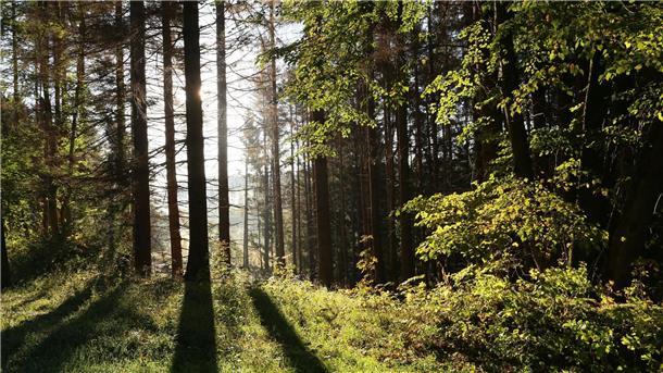 Landesforsten wollen 5,5 Millionen Bäume pflanzen Die Sonne scheint in einem Wald zwischen Bäumen hindurch.