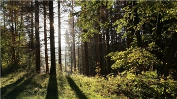 Landesforsten wollen 5,5 Millionen Bäume pflanzen Die Sonne scheint in einem Wald zwischen Bäumen hindurch.