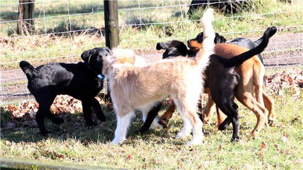 Welpengruppe Hundesportverein Zeven und Umgebung 