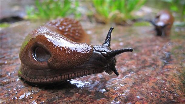 Superschnecke lässt Gärtner verzweifeln Die Spanische Wegschnecke kommt vielerorts vor - ausgerechnet in Spanien aber nur ganz vereinzelt.