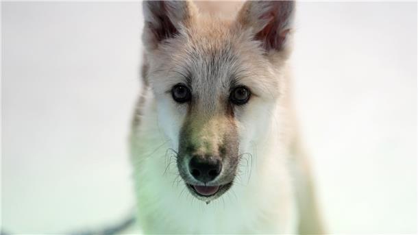 Geklonter Polarwolf in China - Leihmutter war Beagle Die Spenderzellen stammten von der Haut eines wilden Polarwolfs namens „Maya“ aus Kanada.