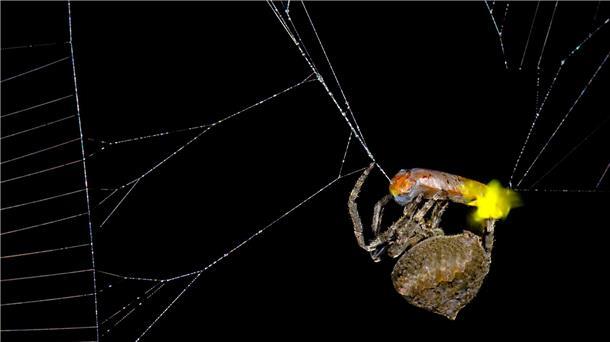 Perfide Masche: Spinne lockt mit Beute weitere Beute an Die Spinne Araneus ventricosus verschnürt ein männliches Glühwürmchen.