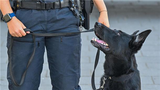 Die Spürhunde waren bei mehreren Durchsuchungen im Einsatz. (Symbolbild)