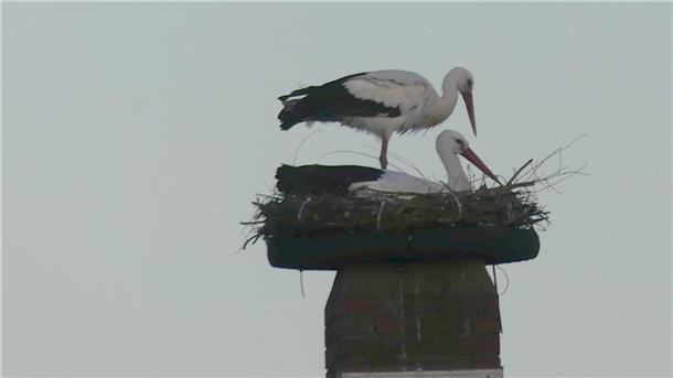 Zwei Störche stehen in einem Nest aus Ästen und Zweigen, das auf einem Schornstein montiert ist.