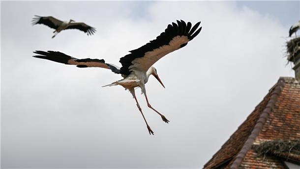 Die Storchen-Population leidet unter der Vogelgrippe: In diesem Jahr sind besonders viele Jungtiere von der Epedemie betroffen.