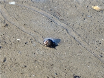 Die Strandschnecke wird etwa 17 Millimeter groß. Mit ihrer Raspelzunge weidet si...
