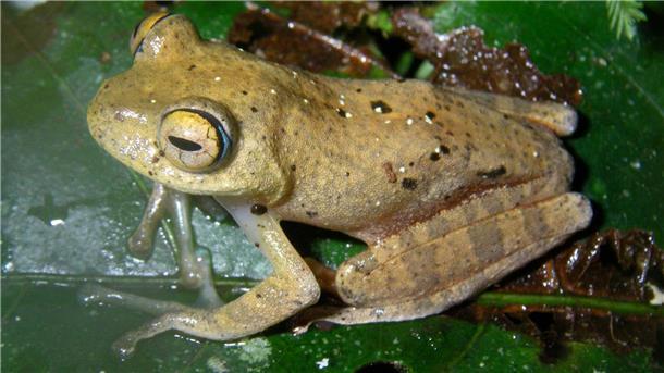 Die Suche nach den neuen Froscharten führte die Forschungsgruppe in abgelegene Wälder.