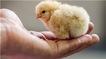 Die Technologie von „Cheggy“ ermöglicht eine Geschlechtsbestimmung von Embryonen noch vor dem Schlüpfen. So kann das Töten geschlüpfter Küken vermieden werden.
