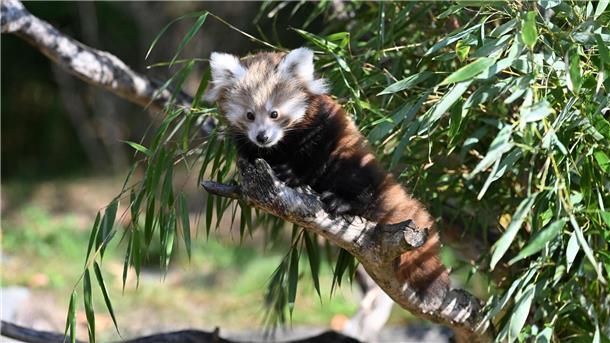 Zwillingsnachwuchs bei seltenen Kleinen Pandas in Hannover Die Tierart steht auf der Roten Liste der Internationalen Union zur Bewahrung der Natur (IUCN) und gilt als stark gefährdet.