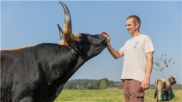 Ein Mann im beigefarbenen Shirt streichelt einem schwarzen Bullen mit riesigen Hörnern die Nase. 