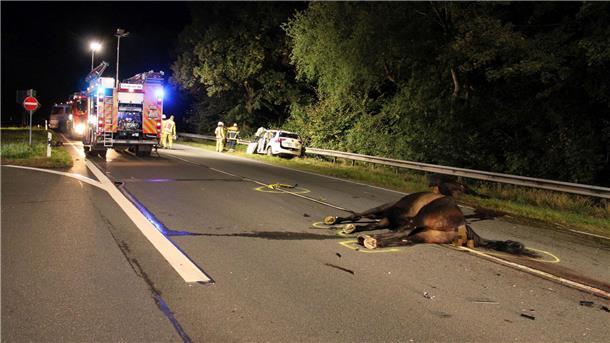Taxi stößt mit Pferden zusammen - Fahrer und Tiere sterben Die Tiere waren entlaufen.