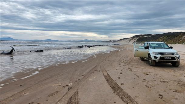 „Surreal“: Rätselhafte Massenstrandungen von Walen Die Tiere wurden am Mittwoch in der flachen Macquarie-Bucht im Westen von Tasmanien entdeckt.