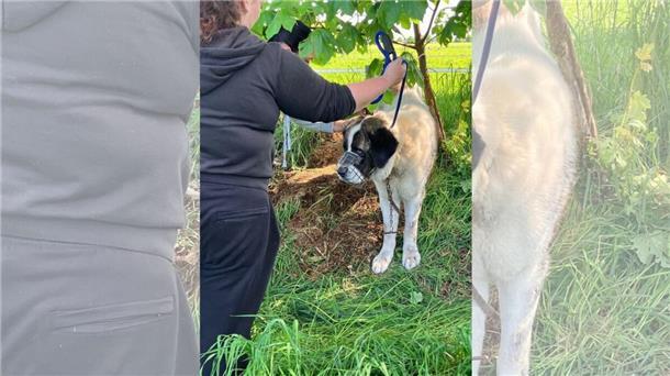Die Tierpflegerinnen Jaimy Hormes und Katharina Korff legen dem Herdenschutzhund zunächst einen Maulkorb an. Anschließend sichern sie den Rüden.