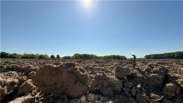Anhaltende Trockenheit macht Hamburgs Störchen zu schaffen Die Trockenheit macht es den Störchen teils schwer, ausreichend Nahrung zu finden. (Archivbild)