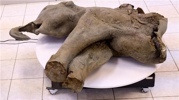 Die Überreste des von Dorfbewohnern in Sibirien entdeckten Mammut-Babys sind nach Forscherangaben außergewöhnlich gut erhalten.