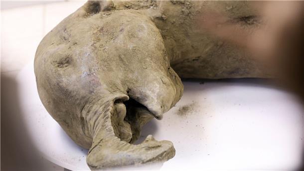 Die Überreste eines Mammut-Babys wurde durch das Schmelzen des Permafrostbodens im russischen Sibirien freigelegt. 