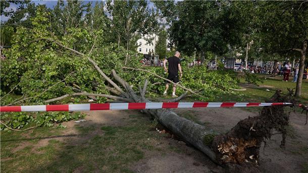 Die umgestürzte Pappel liegt im Berliner Mauerpark. Die Feuerwehr war eigenen Angaben zufolge mit 55 Einsatzkräften unterwegs.